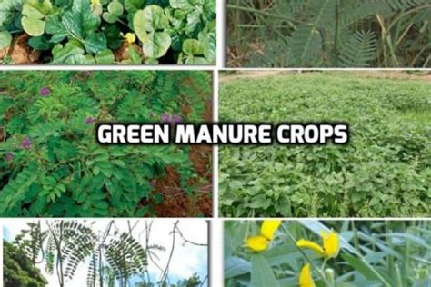 Green Manuring and Cultivation Practices