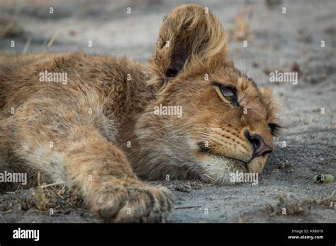 Lion cub laying down in the Kruger National Park Stock Photo - Alamy