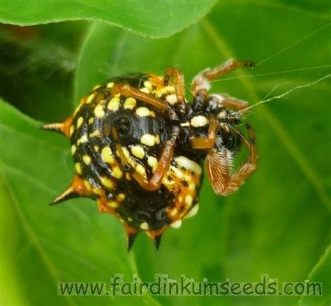 Jewel Spider | Wildlife, Animals, Wild