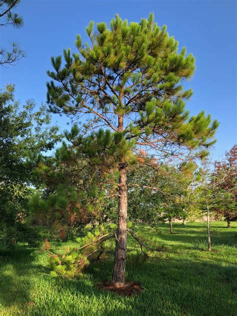 Loblolly Pine tree - Southern Native Trees