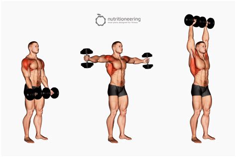 Deltoid Strengthening Exercises