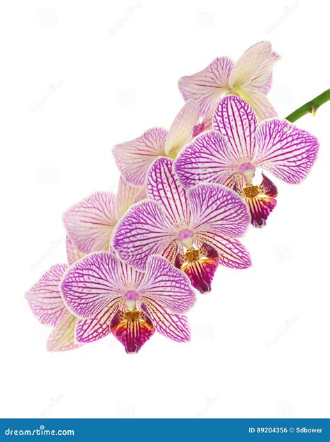 Purple and White Orchids Isolated on White Stock Photo - Image of bloom, petals: 89204356