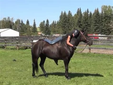 Canadian Horse breeder in Calgary, AB, CANADA | Canadian horse, Horse ...