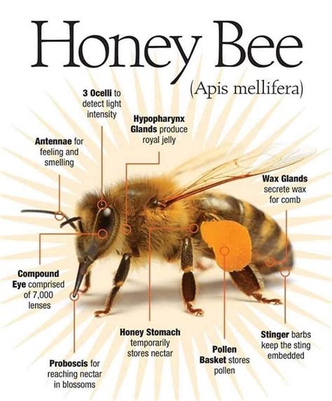 Abeja Bytes | Hot Sex Picture