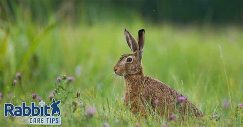 Rabbits in the Wild - Natural Habitats and Behavior