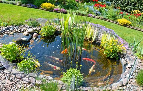 5 Benefits of Adding Plants to Your Koi Pond