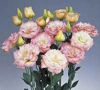 Lisianthus Echo Champagne 30 seeds