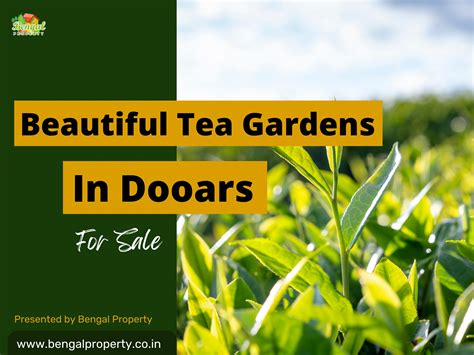 Beautiful Tea Gardens In Dooars For Sale by North Bengal Investment - Issuu