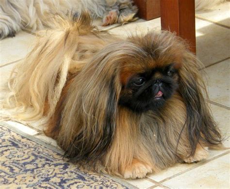 17 Best images about Pekingese Show Style Dogs - "Signature Peke's" on ...