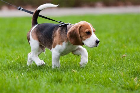 Beagle Puppy Training Timeline: How to Train & Raise a Beagle