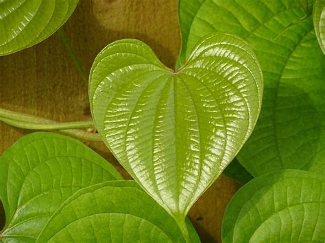 Leaf Green Heart · Free photo on Pixabay