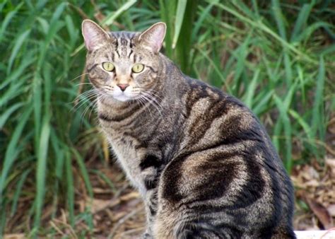 Tabby Cat Archives - Silver Shorthairs