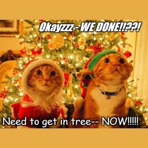 20+ Most Hilarious Cat Christmas Tree Memes of All Time 2023