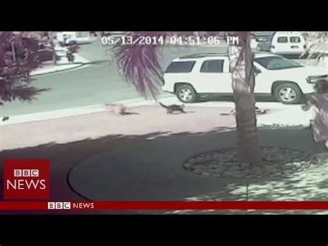 'Super Cat' saves boy from dog attack in California - BBC News - YouTube