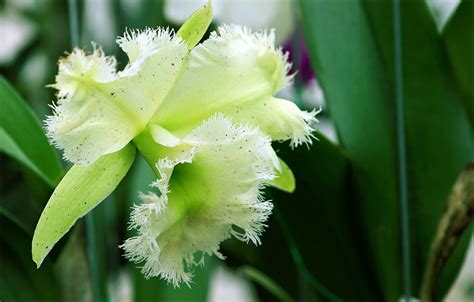 Green Orchid Wallpapers - Top Free Green Orchid Backgrounds - WallpaperAccess