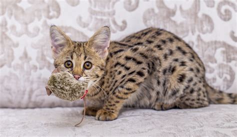 Savannah Cat - F1, F2, F3, F4, F5 -Serval and Domestic Cat Mix