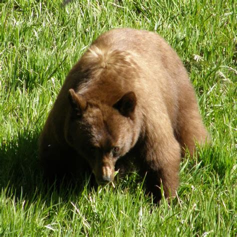 Wildlife of Yosemite National Park | Project Noah