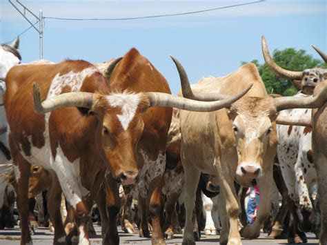 Longhorns cattle drive | Longhorn cattle, Cattle, Bull riders