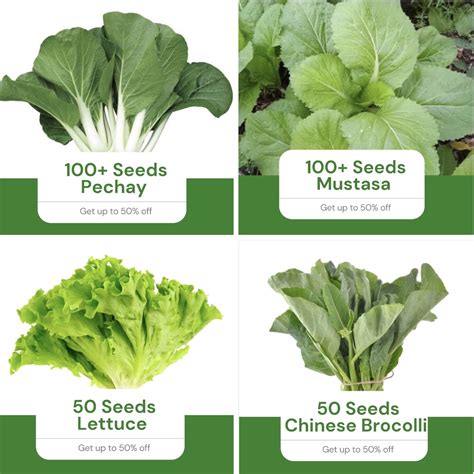 Binhi All in 4 in 1 Pack Leafy Green Vegetables Pechay, Mustasa, Lettuce, Chinese Brocolli ...