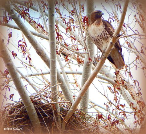 Hawk Nesting III Photograph by Bobbee Rickard - Fine Art America