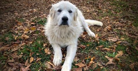 Great Pyrenees Guide (Lifespan, Size & Characteristics)