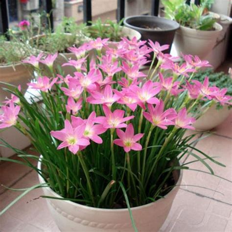 How to grow and care for Pink rain lily - RayaGarden