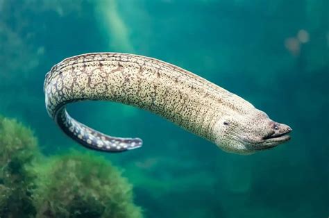 18 Different Types of Eels (Not All are Shocking)