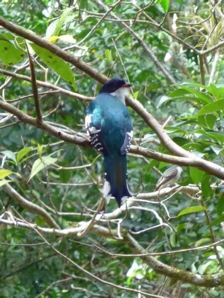 Cuban trogon - Facts, Diet, Habitat & Pictures on Animalia.bio