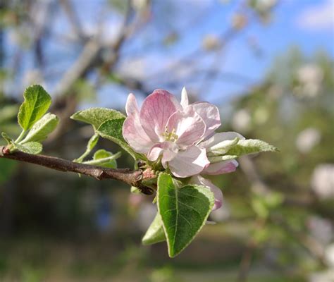 sweetbay: Apple Tree Blossoms