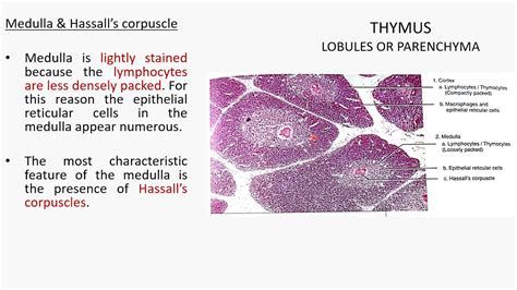 Thymus Histology