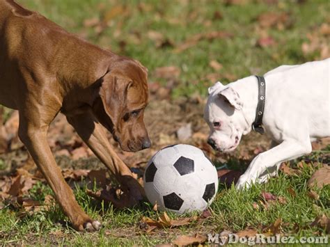 Dog Playing Soccer | Photos 2012 | Funny And Cute Animals