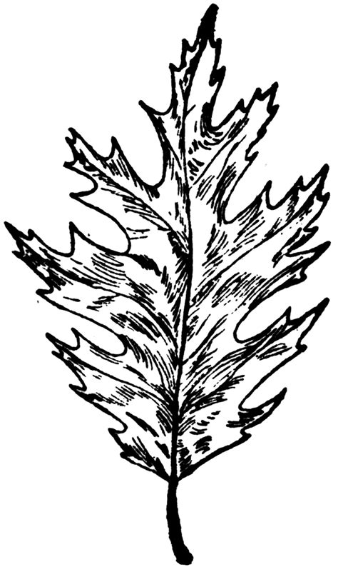 Free Oak Leaf Outline, Download Free Oak Leaf Outline png images, Free ClipArts on Clipart Library