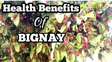 Health Benefits of Bignay Fruit | BIGNAY | BUGNAY - YouTube