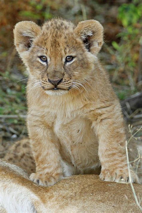 Young Male Lion Cub Photograph by MaryJane Sesto - Fine Art America