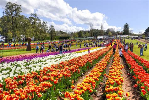 Tulip Festival of Kashmir: A Celebration of Spring's Beauty - Travel ...