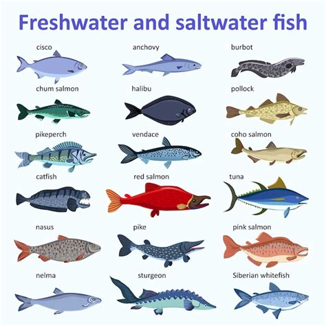 Premium Vector | Freshwater fish and saltwater fish Types and varieties