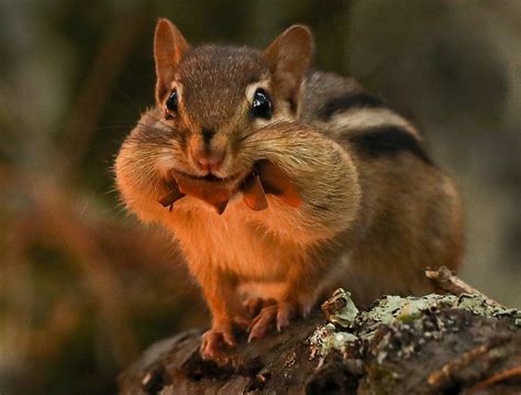 Eastern Chipmunk — Sanctuary Forest at Northeast Metro Tech