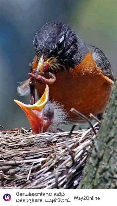 Robin feeding baby | Backyard birds, Colorful birds, Nature animals