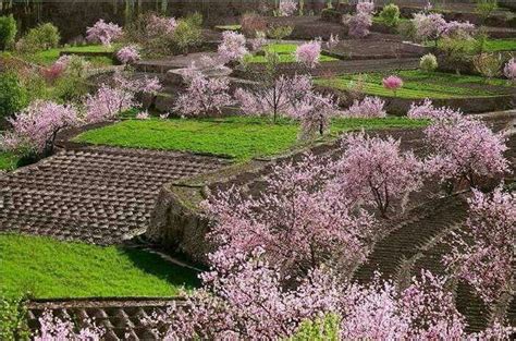 Cherry Blossoms in Hunza, Gilgit | Beauty of pakistan, Adventure tours, Hunza pakistan