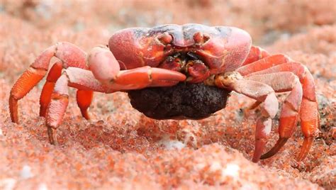 VIDEO: Christmas Island red crab feasts on young