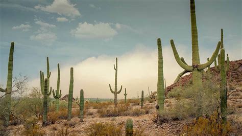 How Plants Adapt to the Desert or Low Water Environments | PBS