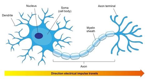 draw a labbeled diagram of neuron - Brainly.in