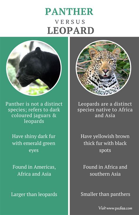 Difference Between Panther and Leopard | Facts, Features, Behaviour ...