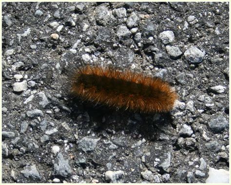 Can Woolly Bear Caterpillars Predict Weather - Home Garden Joy