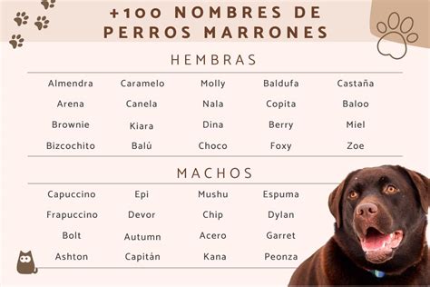 +120 nombres para perros marrones - ¡Ideas originales y bonitas!