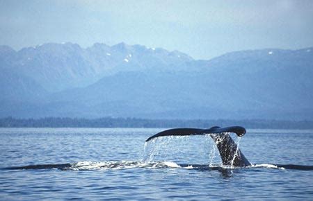 Humpback Whale Species Profile, Alaska Department of Fish and Game