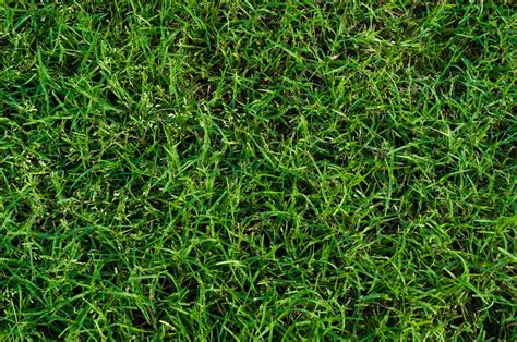 How to maintain bermudagrass in your lawn and landscape | Total ...