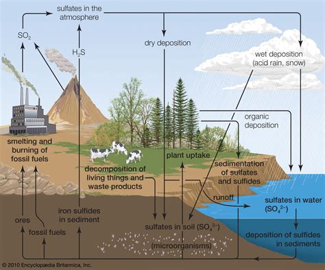 Sulfur cycle | Definition, Steps, Diagram, Importance, & Facts | Britannica