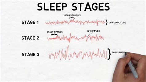 Stages of Sleep: The Sleep Cycle - Kingaru Sleep