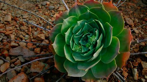 22 Succulent Wallpapers - Wallpaperboat